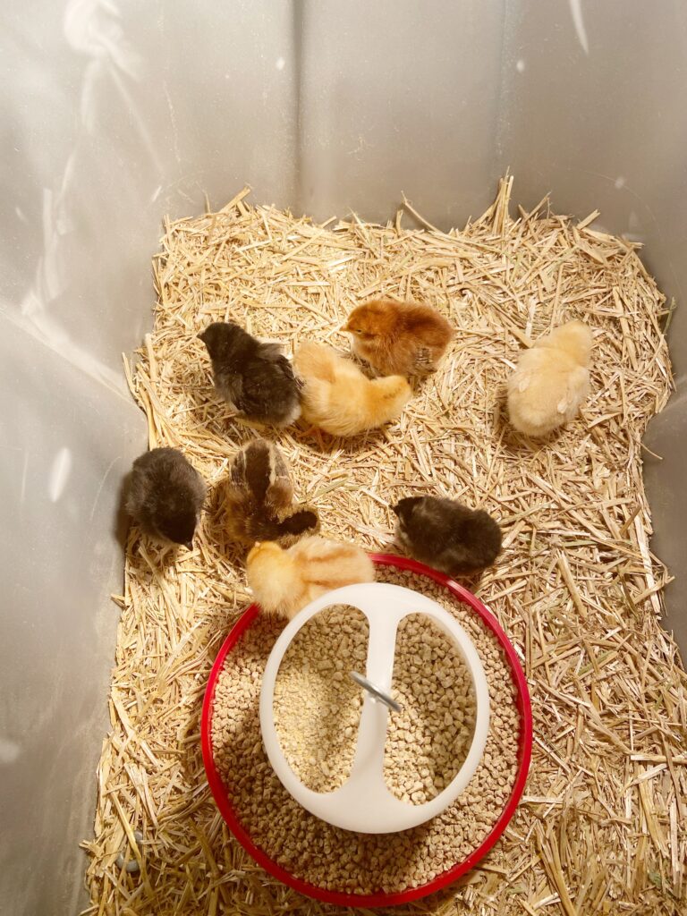 Baby chicks in a tote with chick starter food