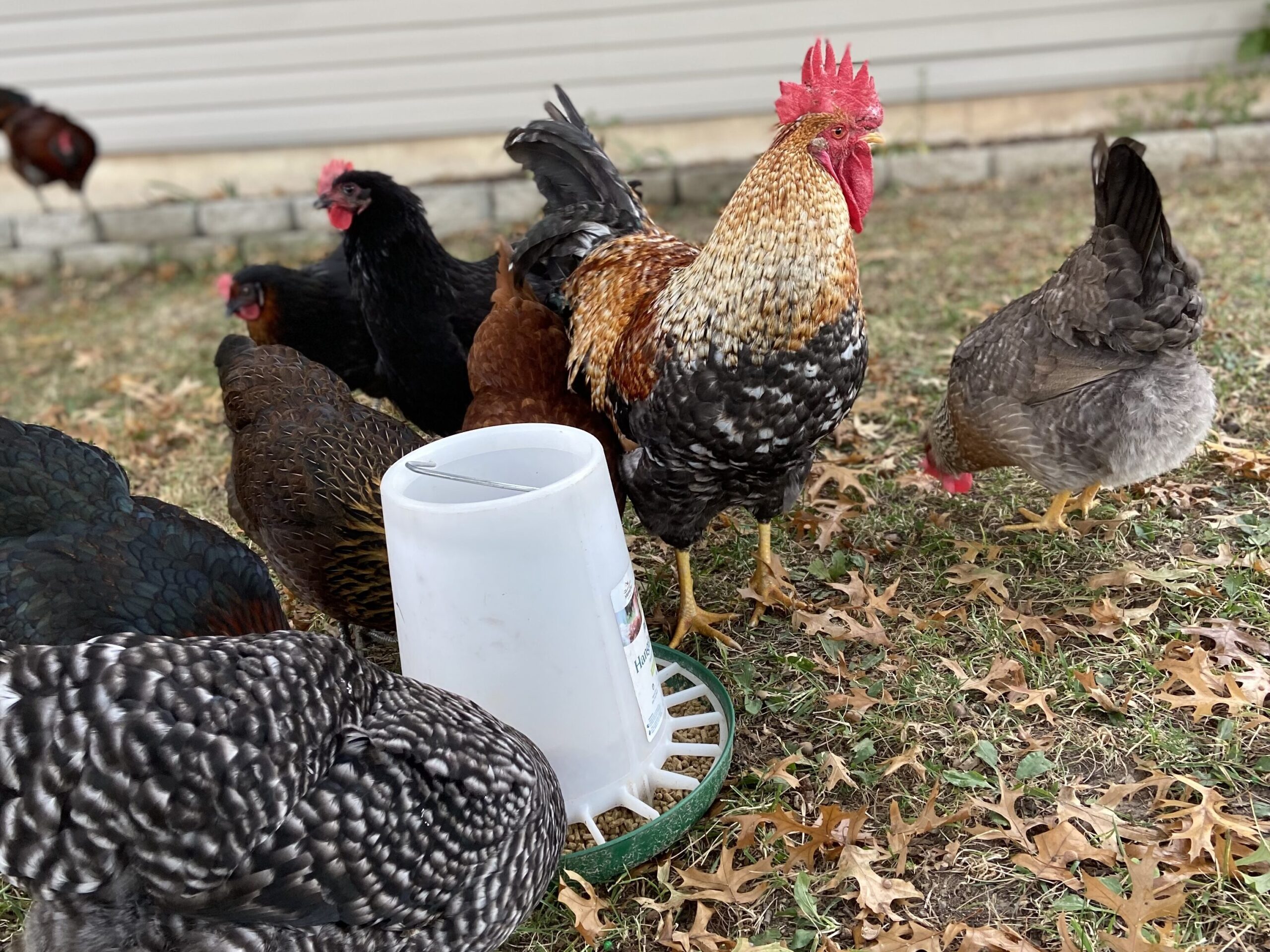 rooster and hens that were raised from baby chicks